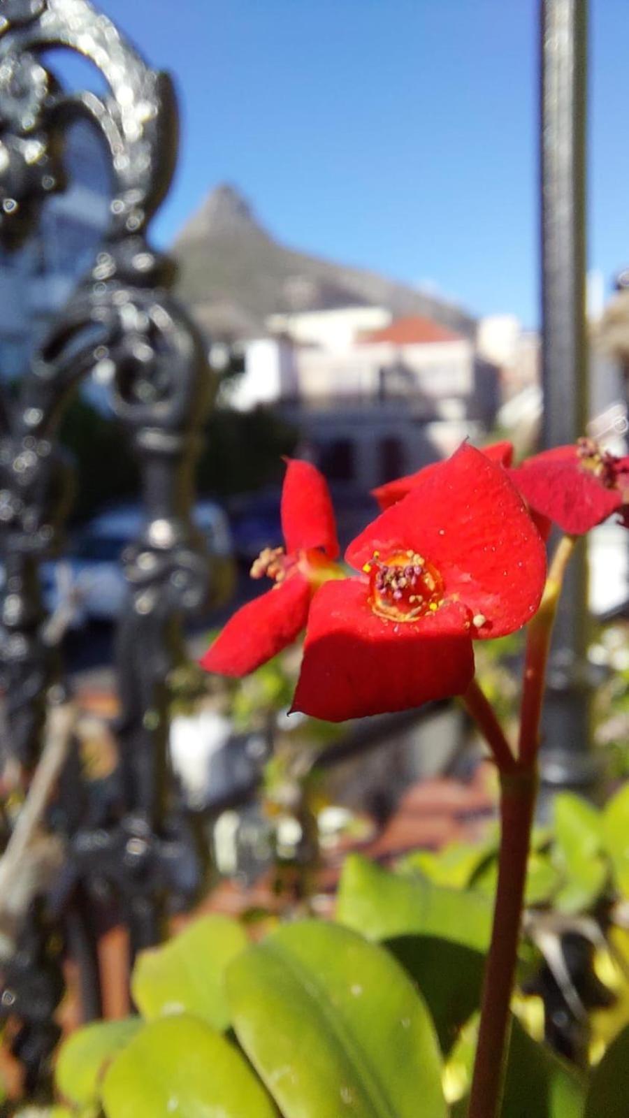 Ami Vine House Hotell Cape Town Eksteriør bilde
